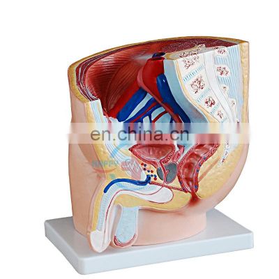 HC-S269 hospital and school use  Urinary system Human organ model Medical science male side anatomical pelvis organ model