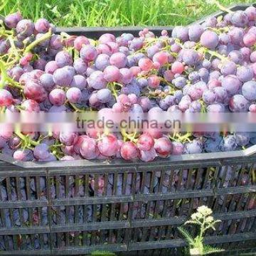 fresh new crop Chinese red globe grape
