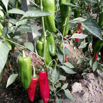 Red pickled pepper red pepper seeds  pepper greenhouse plant  pepper seeds no.28