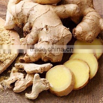 FRESH GINGER ( website: t.trucly / Email: truclyvilaconic@gmail.com)