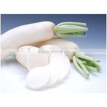 China white radish