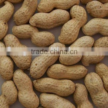 Chinese Raw Peanut Kernel