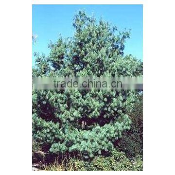 Natural HJigh Quality Pinus Wallichiana Plant