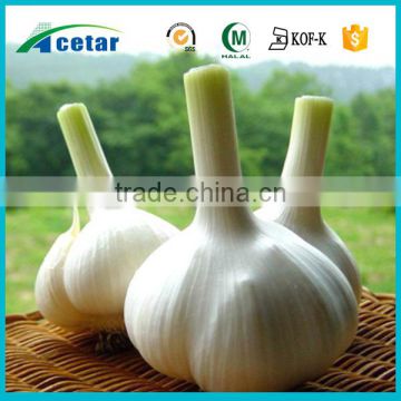 natural health products Garlic shopping from china