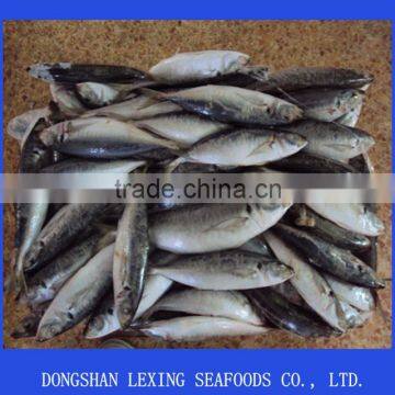 frozen BQF horse mackerel