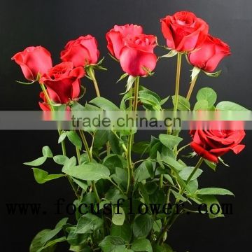 2016 newest jasmine flower importers natural flowers fresh rose flower from kunming