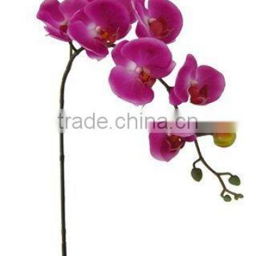 Silk phalaenopsis Orchid/Phalaenopsis hybrid