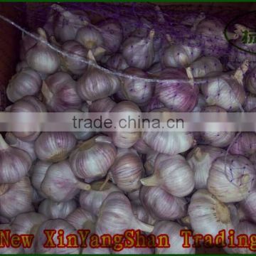 Pure Purple Garlic, Normal Purple Garlic