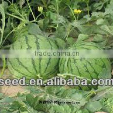 FC Vigorous growth and middle maturity watermelon seed for sale