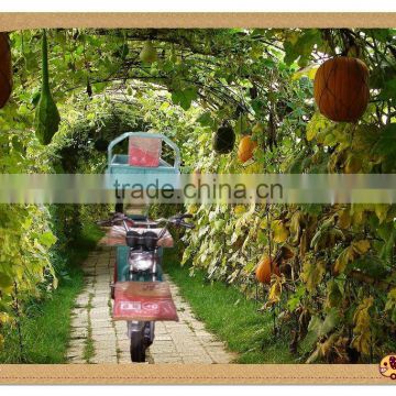 650W farming electric cargo box tricycle for orchard grove