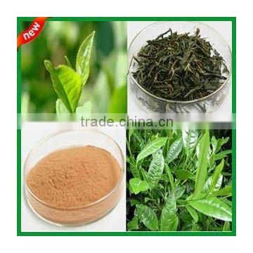 90% Polyphenols / 40% EGCG Green Tea Extracts