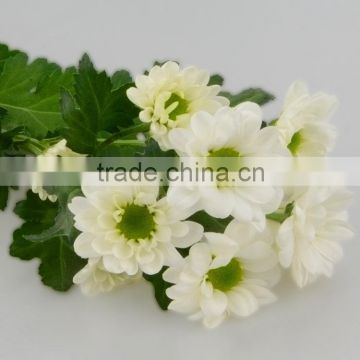 Special best sell fresh cut white chrysanthemum flowers