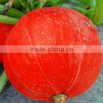 ZhanYang poppy round hybrid f1 pumpkin seeds