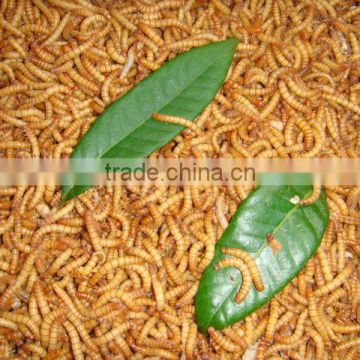 Dried mealworms factories