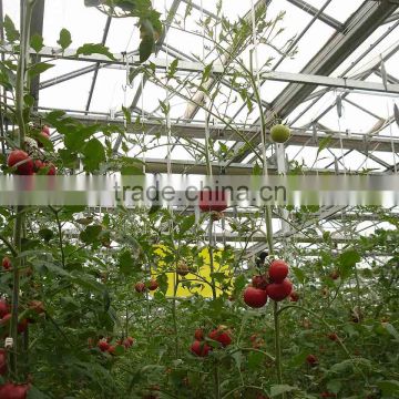 Tomato Growing Greenhouse