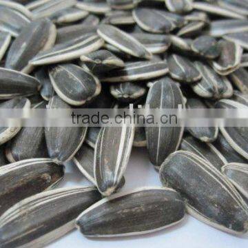 Long Shape Sunflower Seeds