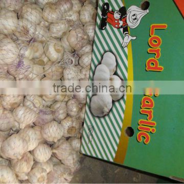 normal white garlic crop 2013