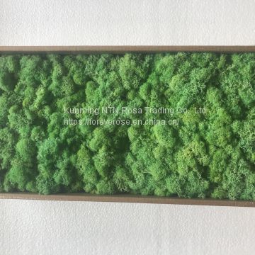 Hot Selling Green Moss Grass Wall for Decoration