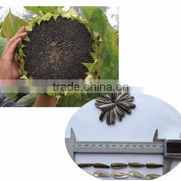 1410 chinese high resistance sunflower seeds