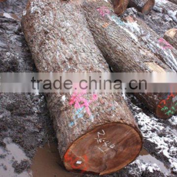Black Walnut Veneer Logs