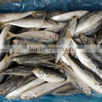 good quality and cheap price frozen round scad.