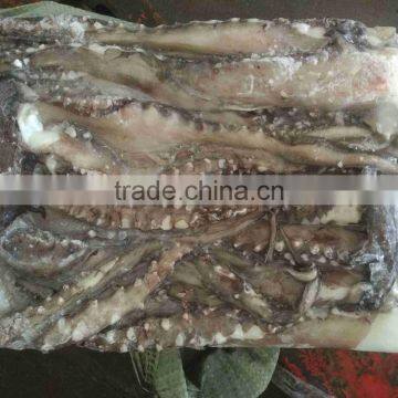 high quality wholesale frozen Vietnam squid with best price