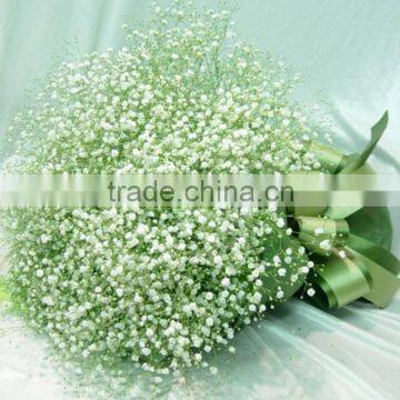 Wide variety new arrival classical decorative gypsophila flower