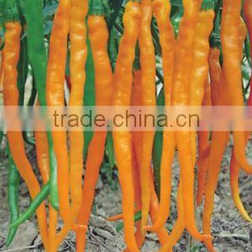 Chinese vegetable yellow Pepper Seeds for planting-Yellow Imperial Chili F1