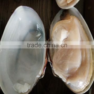 frozen boiled yellow short necked clam on time delivery
