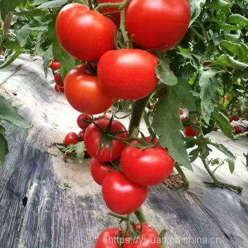 vegetablel seed red tomato seed greenhouse tomato seeds no 57