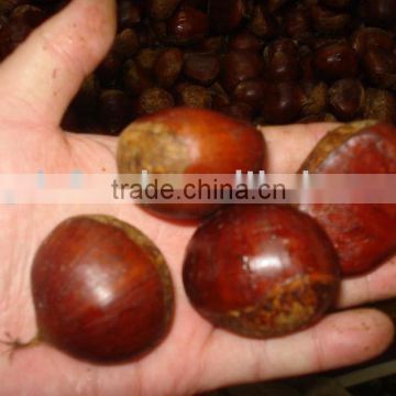 brown color chestnut