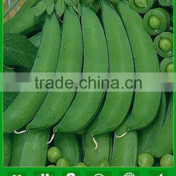 PE03 No.76 crisp green sugar pea seeds for sowing