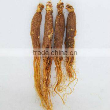 Red Ginseng with Tails,6 Years Root