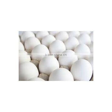 WHITE SHELL EGGS SUPPLY TO AFGHANISTAN