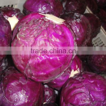 Resh Chinese red cabbage