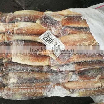 BQF illex argentinus squid for market and bait middle size