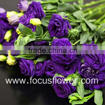 Wide Varieties Reasonable Price Factory Direct Fresh Cut Flower Eustoma From Yunna Lisianthus From Yunnan
