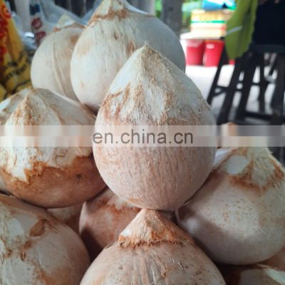 Fresh Dew Drop Shaped Xiem Coconut from Vietnam