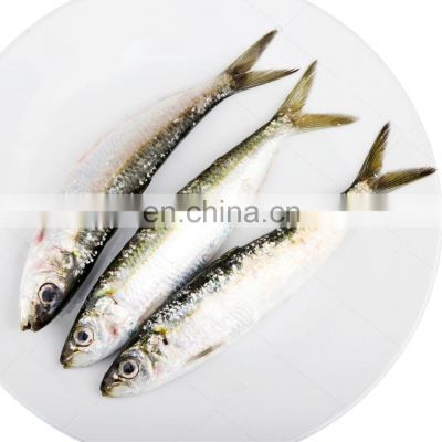 Frozen Fish, buy sardines wholesale frozen sardine fish frozen sardine  whole round for fishing bait on China Suppliers Mobile - 169804477