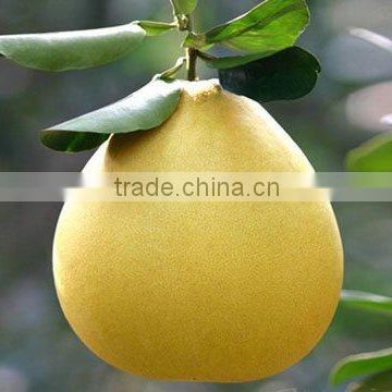 chinese sweet pomelo