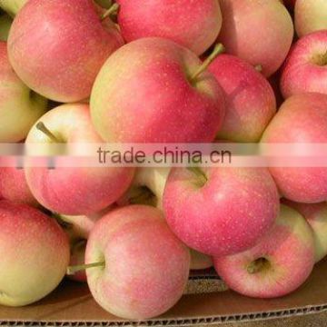 Chinese Juyuan 2012 Fresh Gala Apple