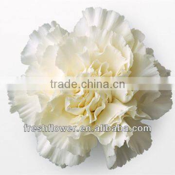 wholesale fresh cut flower of white carnation