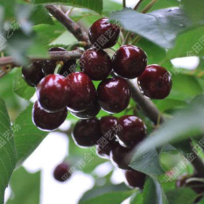 Tamara Cherry seedling