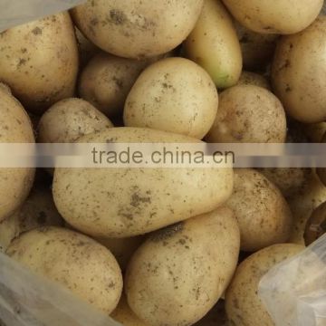 2015Anqiu good price of the potato