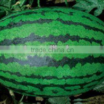 Dragon chinese mid maturity hybrid f1 watermelon seeds