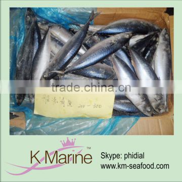 200-300g sea frozen pacific mackerel wr