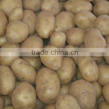 Washed Potato from Pakistan