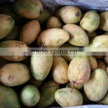 Fresh Yellow Mango with High Quality/ Large Quantity/ Best Price Vietnam
