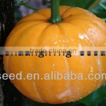 YP NO.1 yellow skin high yield hybrid f1 pumpkins seeds