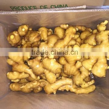 Market China Ginger Laiwu Fresh Ginger Mature Ginger